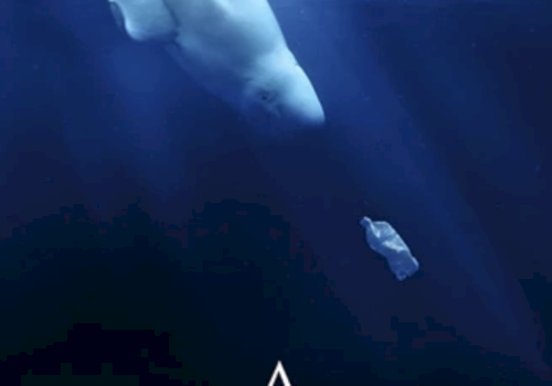 A beluga whale is underwater, swimming near a plastic bottle in the deep blue sea.