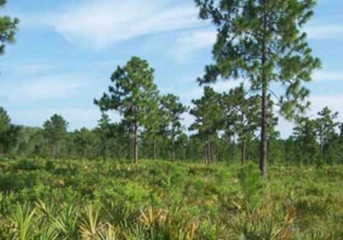 The image shows a landscape with tall pine trees, green shrubs, and a blue sky with some clouds.