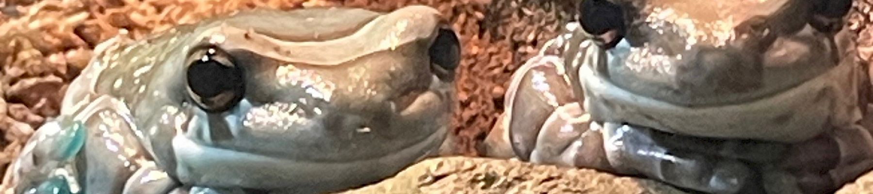 Two blue frogs resting on a rocky surface with a textured background.