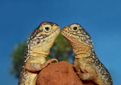 Two lizards facing each other on a rock against a blue sky background, appearing to be in a standoff or close encounter.