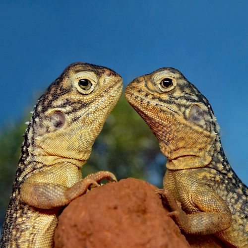 Two lizards facing each other on a rock against a blue sky background, appearing to be in a standoff or close encounter.