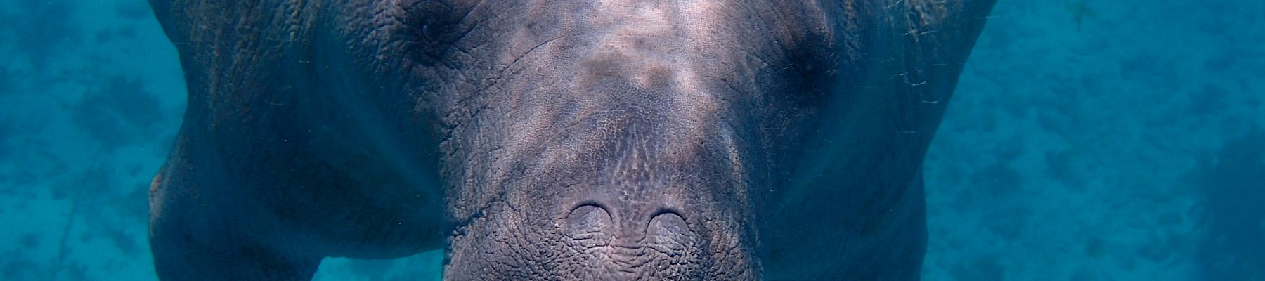 A manatee is swimming underwater, facing the camera, with a clear blue ocean background.