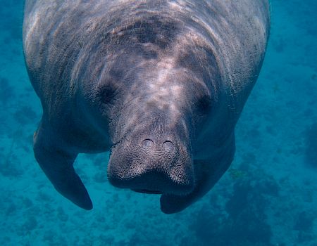 A manatee is swimming underwater, facing the camera, with a clear blue ocean background.