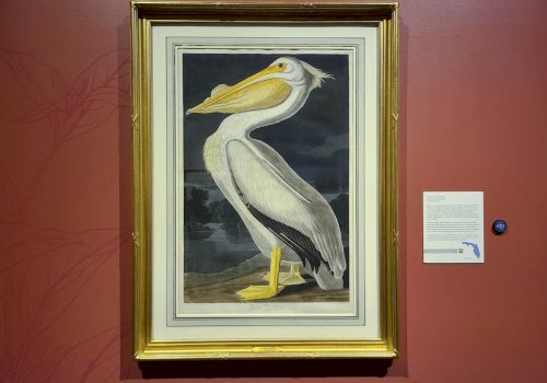 A framed painting of a pelican against a dark background is displayed on a red wall with a descriptive placard nearby.