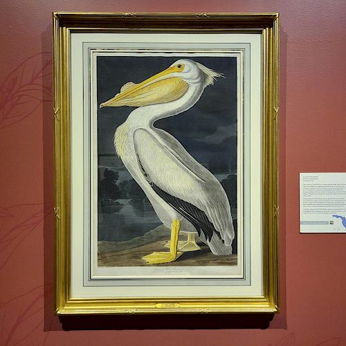 A framed painting of a pelican against a dark background is displayed on a red wall with a descriptive placard nearby.