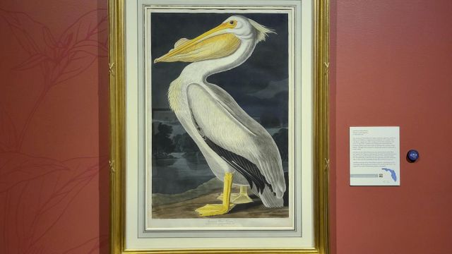 A framed painting of a pelican against a dark background is displayed on a red wall with a descriptive placard nearby.