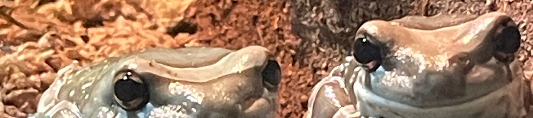 Two frogs are sitting closely on a rock with a textured background, appearing relaxed and calm.