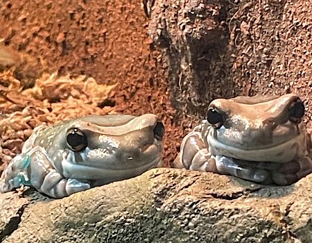 Two frogs are sitting closely on a rock with a textured background, appearing relaxed and calm.