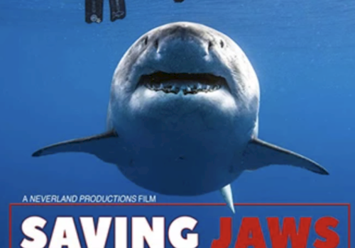 Cover of "Saving Jaws" featuring a large shark underwater with divers above.
