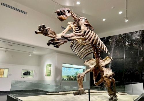 A mounted skeleton of a prehistoric creature is displayed in a museum exhibit, showing its large, robust bones against a white backdrop.