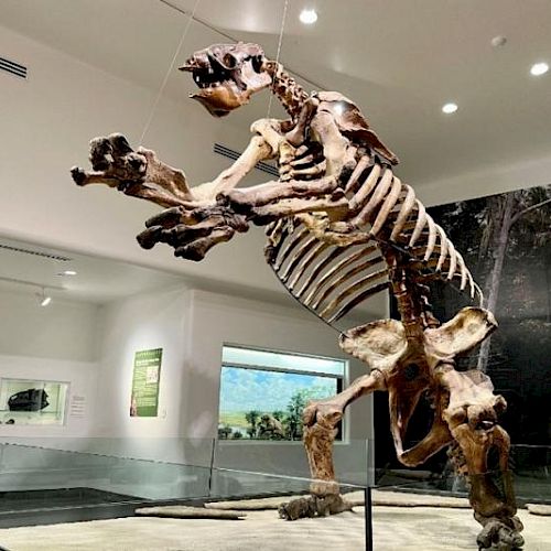 A mounted skeleton of a prehistoric creature is displayed in a museum exhibit, showing its large, robust bones against a white backdrop.