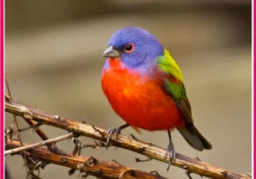 A colorful bird with a blue head, red chest, and green wings is perched on a branch, surrounded by blurred background.