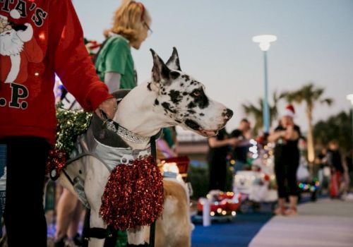 A dog in festive attire with people around at an outdoor event, some wearing holiday-themed clothing, background lights visible.