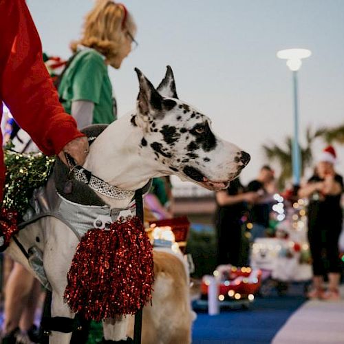 A dog in festive attire with people around at an outdoor event, some wearing holiday-themed clothing, background lights visible.