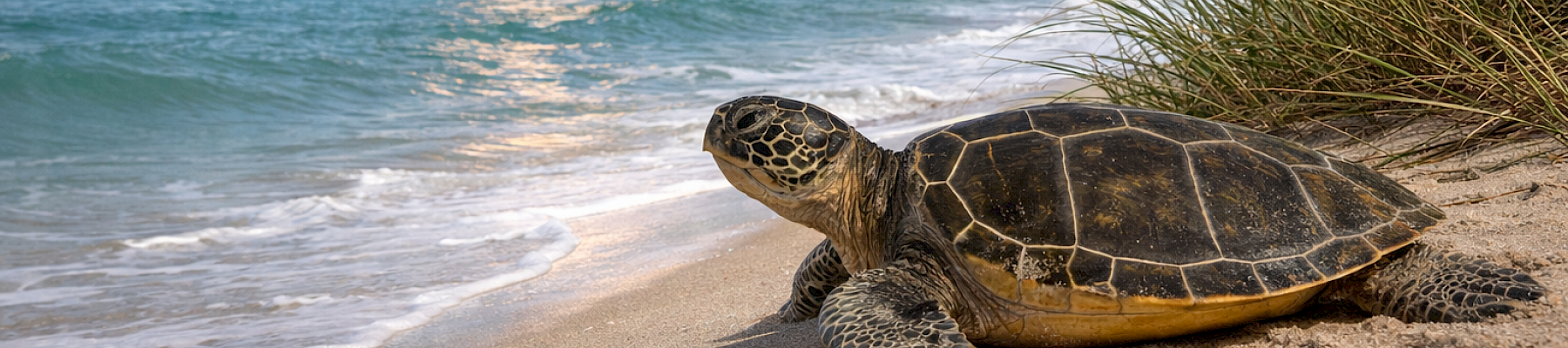 A rocket launches from the sea in the background while a sea turtle rests on a sunny beach in the foreground.